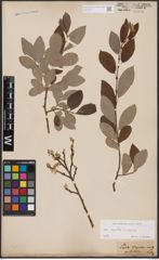 Foto von Salix aurita L. x Salix caprea L.